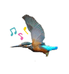 Happy BirdWatching ！？ 3（個別スタンプ：6）