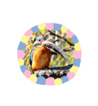 Happy BirdWatching ！？ 3（個別スタンプ：8）