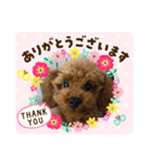 トイプードルのロイちゃん（個別スタンプ：2）