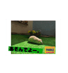 浅草プードル（個別スタンプ：1）