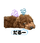 浅草プードル（個別スタンプ：5）