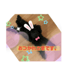 浅草プードル（個別スタンプ：7）