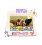 浅草プードル（個別スタンプ：10）