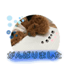 浅草プードル（個別スタンプ：13）