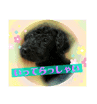 浅草プードル（個別スタンプ：14）