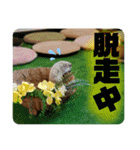浅草プードル（個別スタンプ：16）