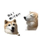 柴犬らんの日常②（個別スタンプ：1）