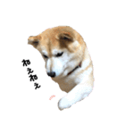 柴犬らんの日常②（個別スタンプ：2）