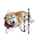 柴犬らんの日常②（個別スタンプ：3）