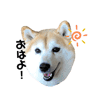 柴犬らんの日常②（個別スタンプ：4）