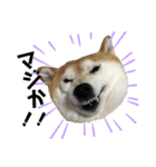 柴犬らんの日常②（個別スタンプ：5）