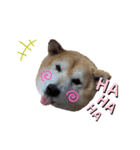 柴犬らんの日常②（個別スタンプ：6）