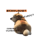 柴犬らんの日常②（個別スタンプ：7）