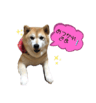 柴犬らんの日常②（個別スタンプ：8）