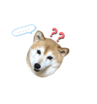 柴犬らんの日常②（個別スタンプ：9）