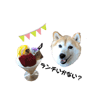 柴犬らんの日常②（個別スタンプ：11）