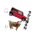 柴犬らんの日常②（個別スタンプ：12）