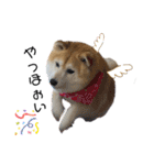 柴犬らんの日常②（個別スタンプ：13）