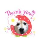 柴犬らんの日常②（個別スタンプ：14）