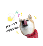 柴犬らんの日常②（個別スタンプ：15）