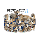 柴犬らんの日常②（個別スタンプ：17）