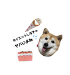柴犬らんの日常②（個別スタンプ：18）
