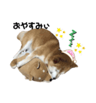 柴犬らんの日常②（個別スタンプ：19）