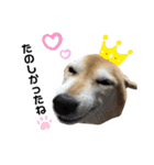 柴犬らんの日常②（個別スタンプ：20）