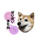 柴犬らんの日常②（個別スタンプ：21）