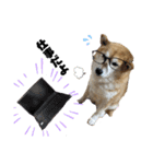 柴犬らんの日常②（個別スタンプ：22）