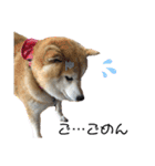 柴犬らんの日常②（個別スタンプ：23）