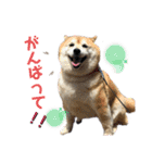 柴犬らんの日常②（個別スタンプ：24）