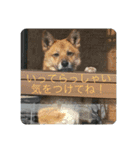 洋野の空とごん太郎（個別スタンプ：17）