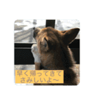 洋野の空とごん太郎（個別スタンプ：18）