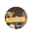 洋野の空とごん太郎（個別スタンプ：19）