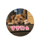 洋野の空とごん太郎（個別スタンプ：20）