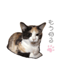 そらまめの日常（個別スタンプ：4）
