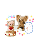 ヨーキーきぃちゃん（個別スタンプ：1）