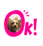 ヨーキーきぃちゃん（個別スタンプ：2）