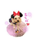 ヨーキーきぃちゃん（個別スタンプ：12）