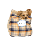 ヨーキーきぃちゃん（個別スタンプ：13）
