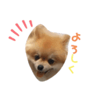 ポメラニアンのココちゃん（個別スタンプ：4）