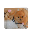 ポメラニアンのココちゃん（個別スタンプ：8）
