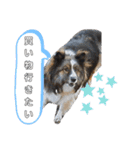チビ太と仲間（個別スタンプ：12）