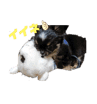 チビ太と仲間（個別スタンプ：21）