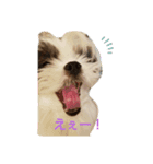 rara2020シーズー（個別スタンプ：1）