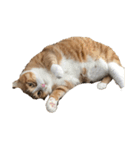 たわし 猫 文字なし（個別スタンプ：1）