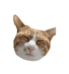 たわし 猫 文字なし（個別スタンプ：2）