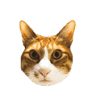 たわし 猫 文字なし（個別スタンプ：3）