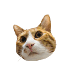 たわし 猫 文字なし（個別スタンプ：4）